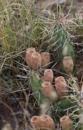 Possibly Opuntia camanchica, Tulip Pricklypear2