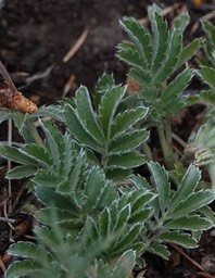 Potenilla anserina, Silverweed b