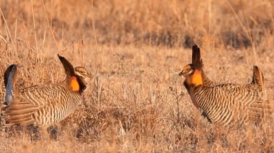 Prairie-Chicken, Greater 9