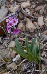 Primula rusbyi, Rusby's Primrose a