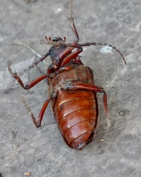 Prionus californicus aka California Prionus or Giant Root Borer.  Hillsboro (1)