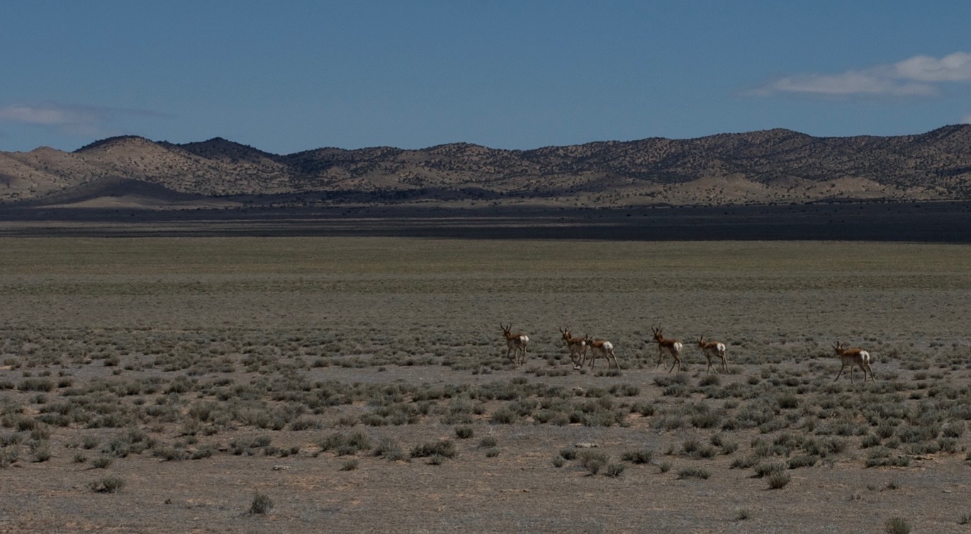 Pronghorn - Nevada