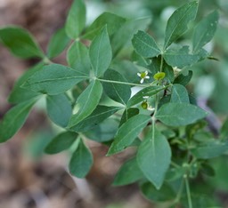 Ptelea trifoliata, Hoptree3