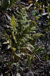 Powderhorn Ridge Trail, Black Range