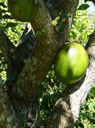 puerto-vallarta-botanical_med-2