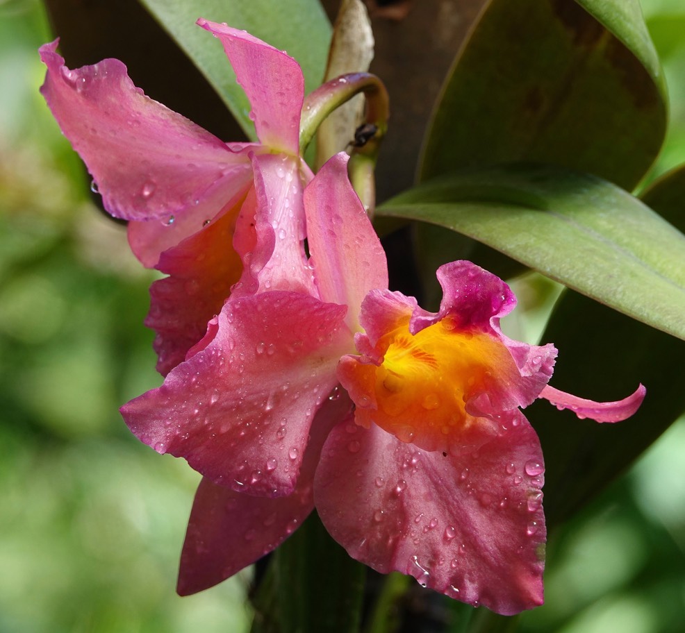 Puerto Vallarta Botanical Gardens4