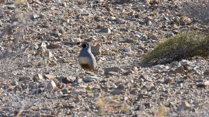 Quail, California (Baja)