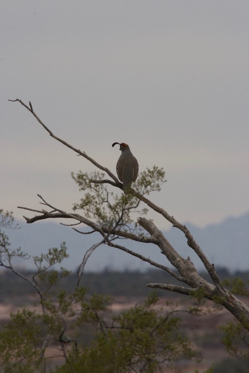 Quail, Gambel's - Tucson Arizona