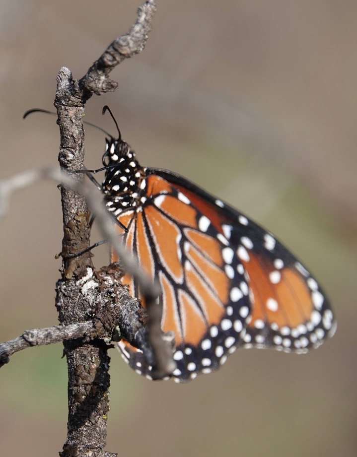 Queen, Danaus gilippus     1