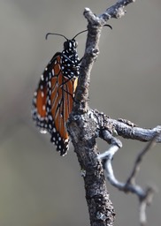 Queen, Danaus gilippus     2