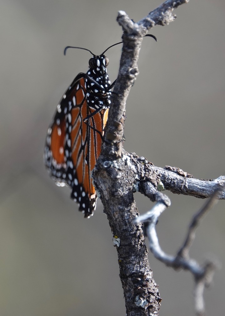 Queen, Danaus gilippus     2