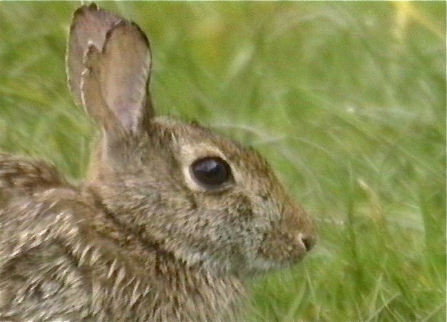 Rabbit, Brush 1