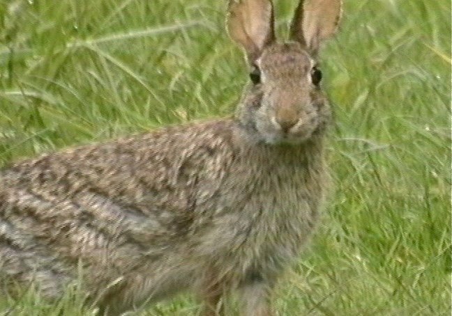 Rabbit, Brush 3