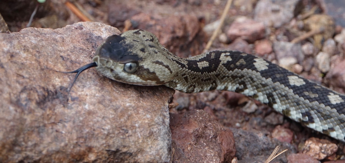 Rattlesnake, Black-tailed2