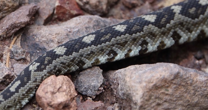 Rattlesnake, Black-tailed6