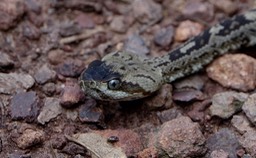 Rattlesnake, Black-tailed7