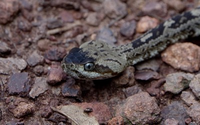 Rattlesnake, Black-tailed7