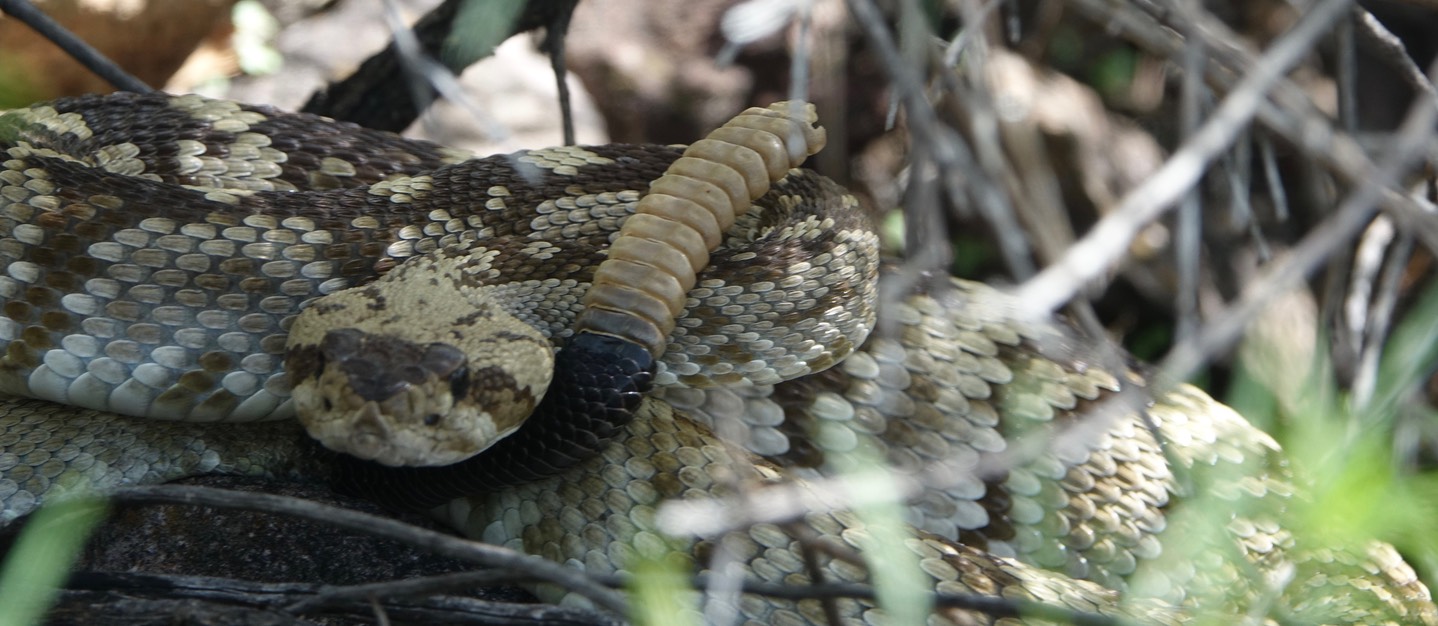 Rattlesnake, Black-tailed9