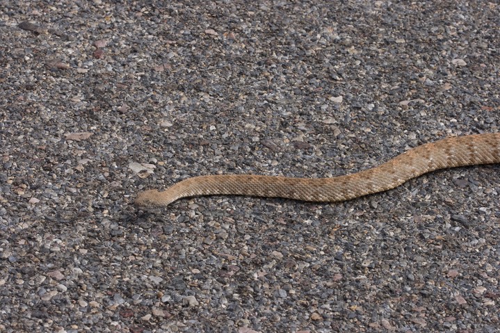 Rattlesnake, Panamint 1