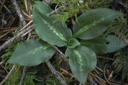 rattlesnake plantain 2