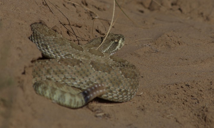 Rattlesnake, Western Prairie4