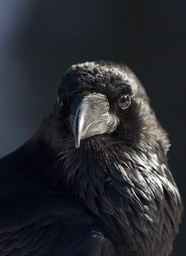 raven-at-grand-canyon_med