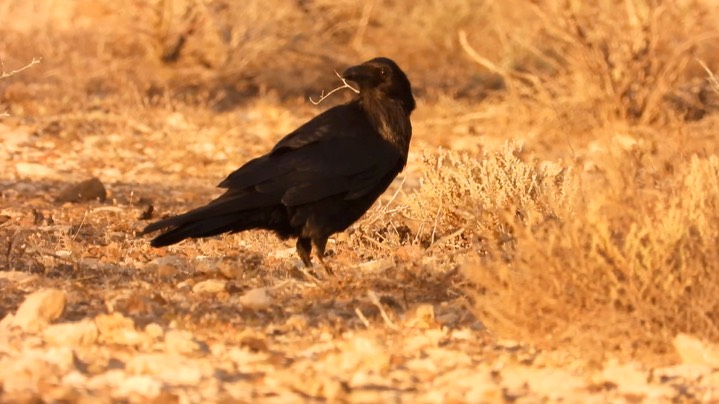 Raven, Common (Baja)