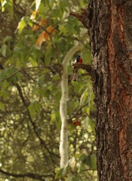 Redstart, Painted - Myioborus pictus