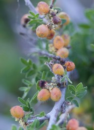 Rhus microphylla, Littleleaf Sumac1b