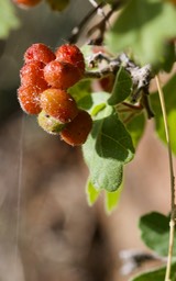 Rhus trilobata, Lemonadeberry4