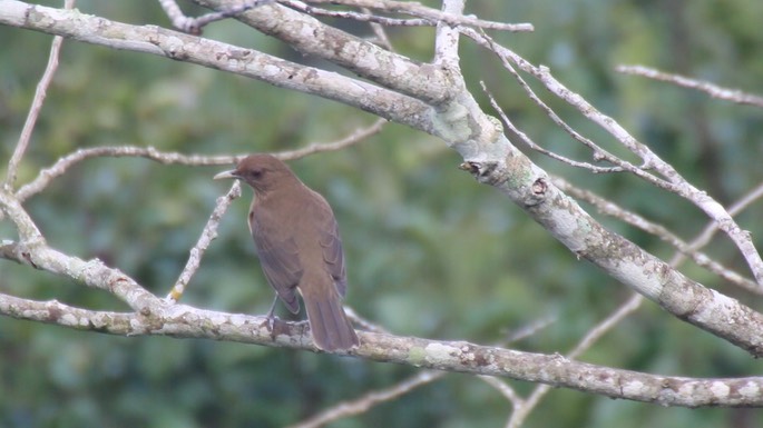 Robin, Clay-colored 1