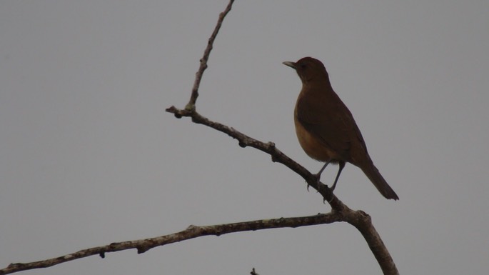 Robin, Clay-colored