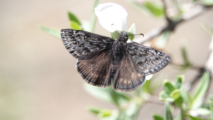   Rocky Mountain Duskywing - Erynnis telemachus. SW Canyon, Black Range   3