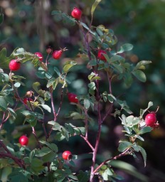 Rosa woodsii, Wood's Rose