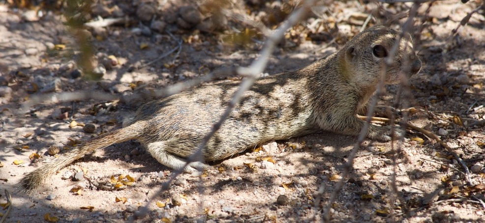 round-tailed-ground-squirre_med_hr