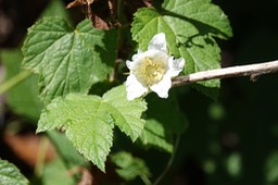 Rubus neomexicanus, New Mexico Raspberry          2