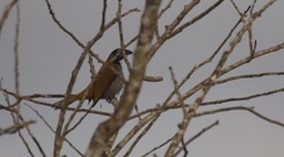 Saltator, Black-headed