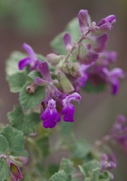 Salvia pinguifolia, Rock Sage3