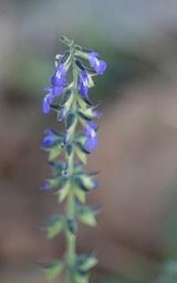 Salvia subincisa, Sharptooth Sage7