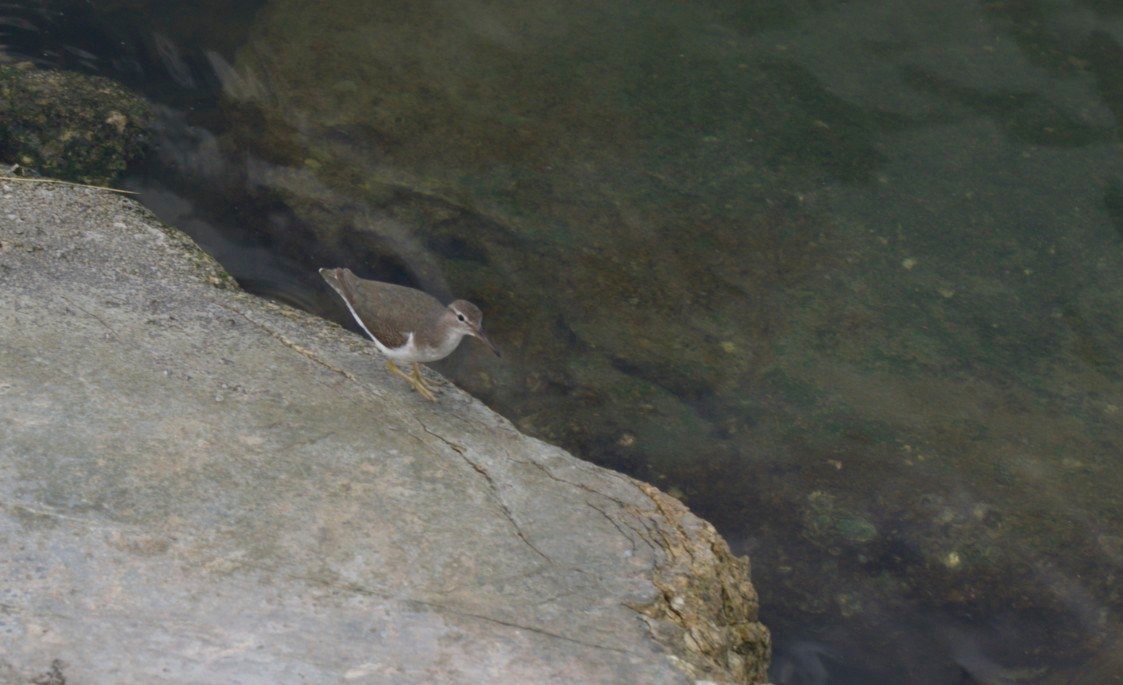 Sandpiper, Spotted