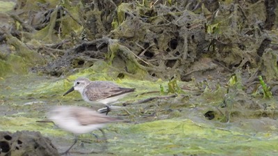 Sandpiper, Western - Baja Californa Sur 1