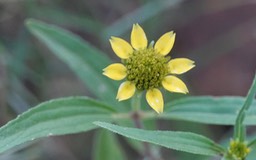 Sanvitalia abertii, Abert's Creeping Zinnia2