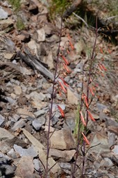 Scarlet Penstemon, Penstemon barbatus subsp. torreyi063019a