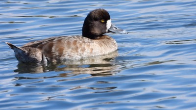 Scaup, Greater - Baja California Sur 3