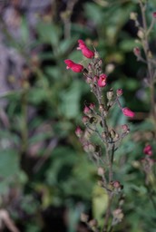 Scrophularia macrantha, New Mexico Figwort21