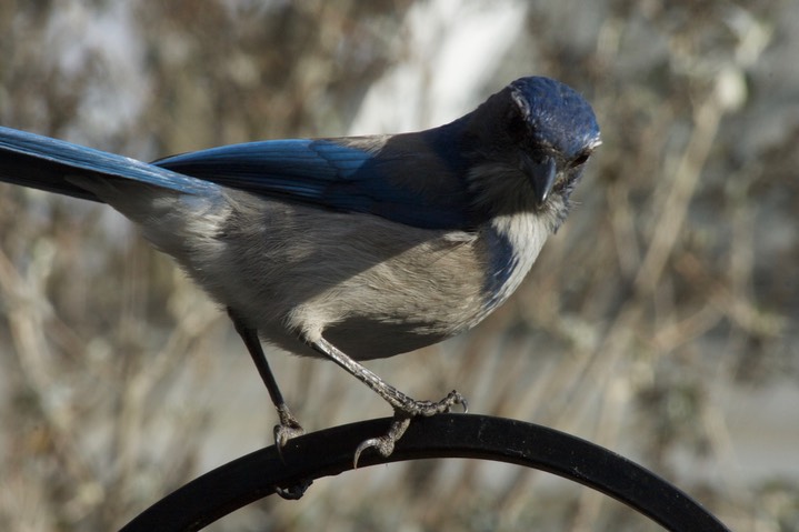 Scrub-Jay, California Aphelocoma californica