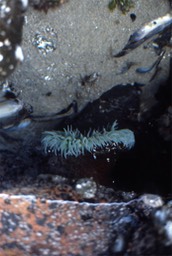 sea anemone553