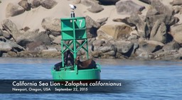 Sea Lion, California (Oregon)