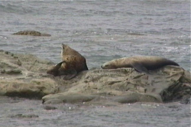 Sea Lion, Steller 3