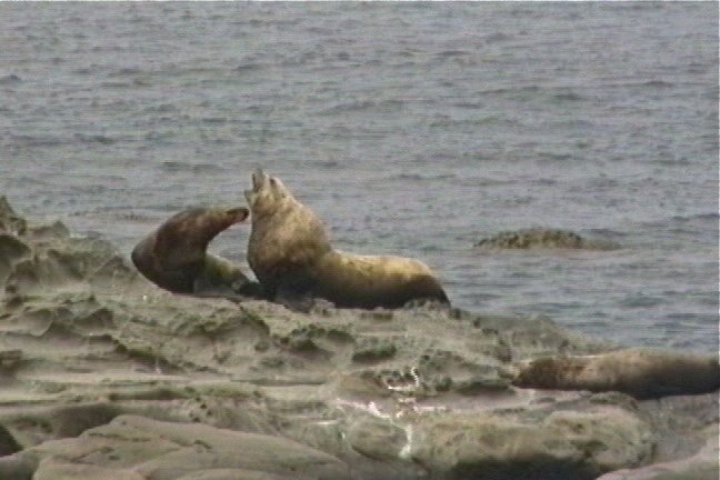 Sea Lion, Steller 4